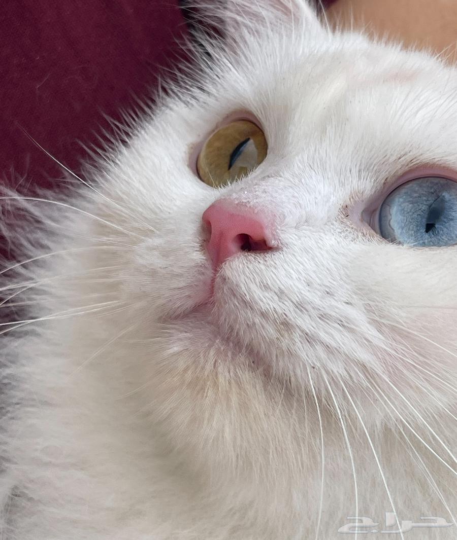 Cats, cat, type, easy, rare type63080611495299115