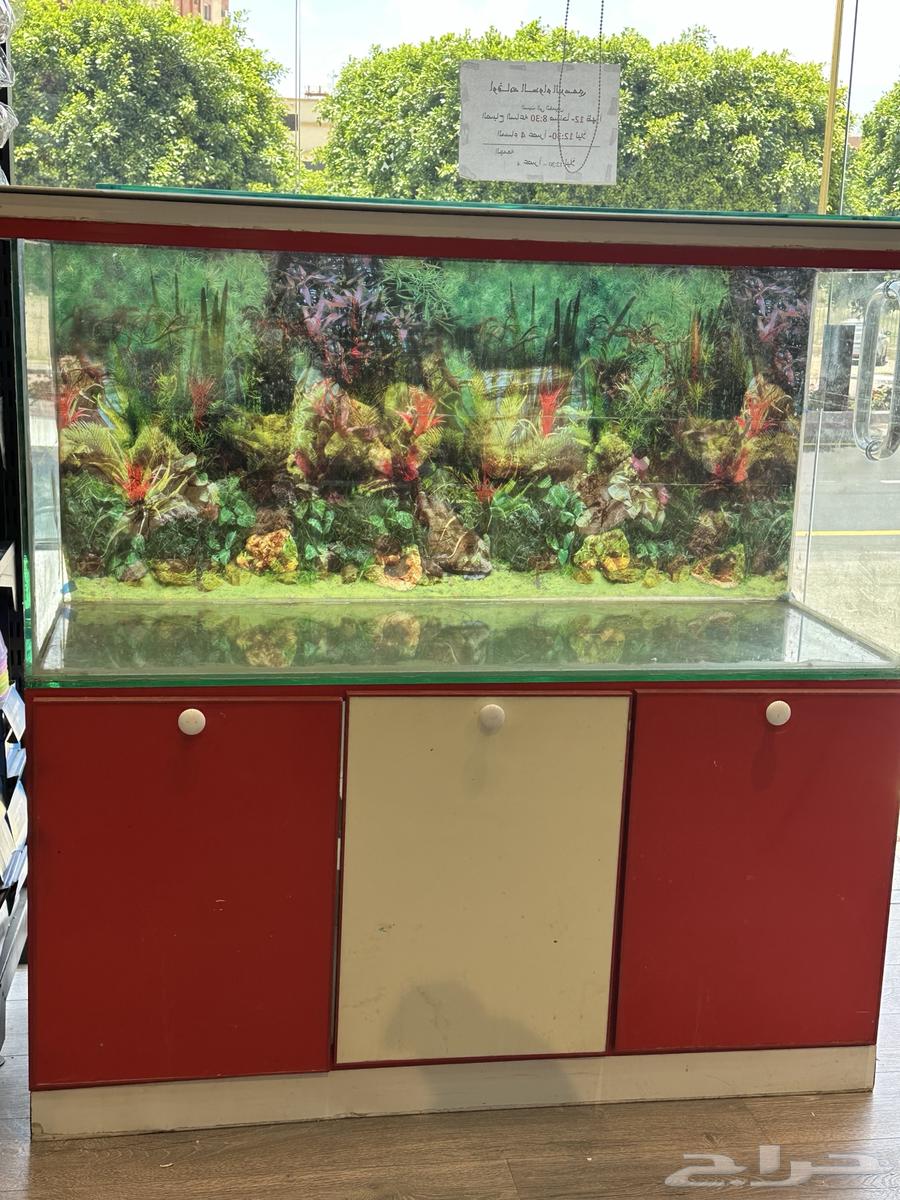 Fish tank630810698101781124