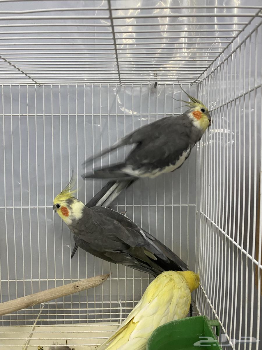 Crown males sizes blessed by Allah63078143065091111