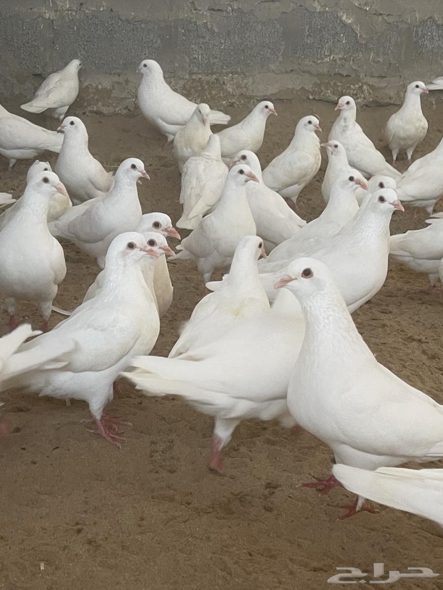 حمام فرنسي ( تم البيع ) الله يبارك للجميع63079404427011111