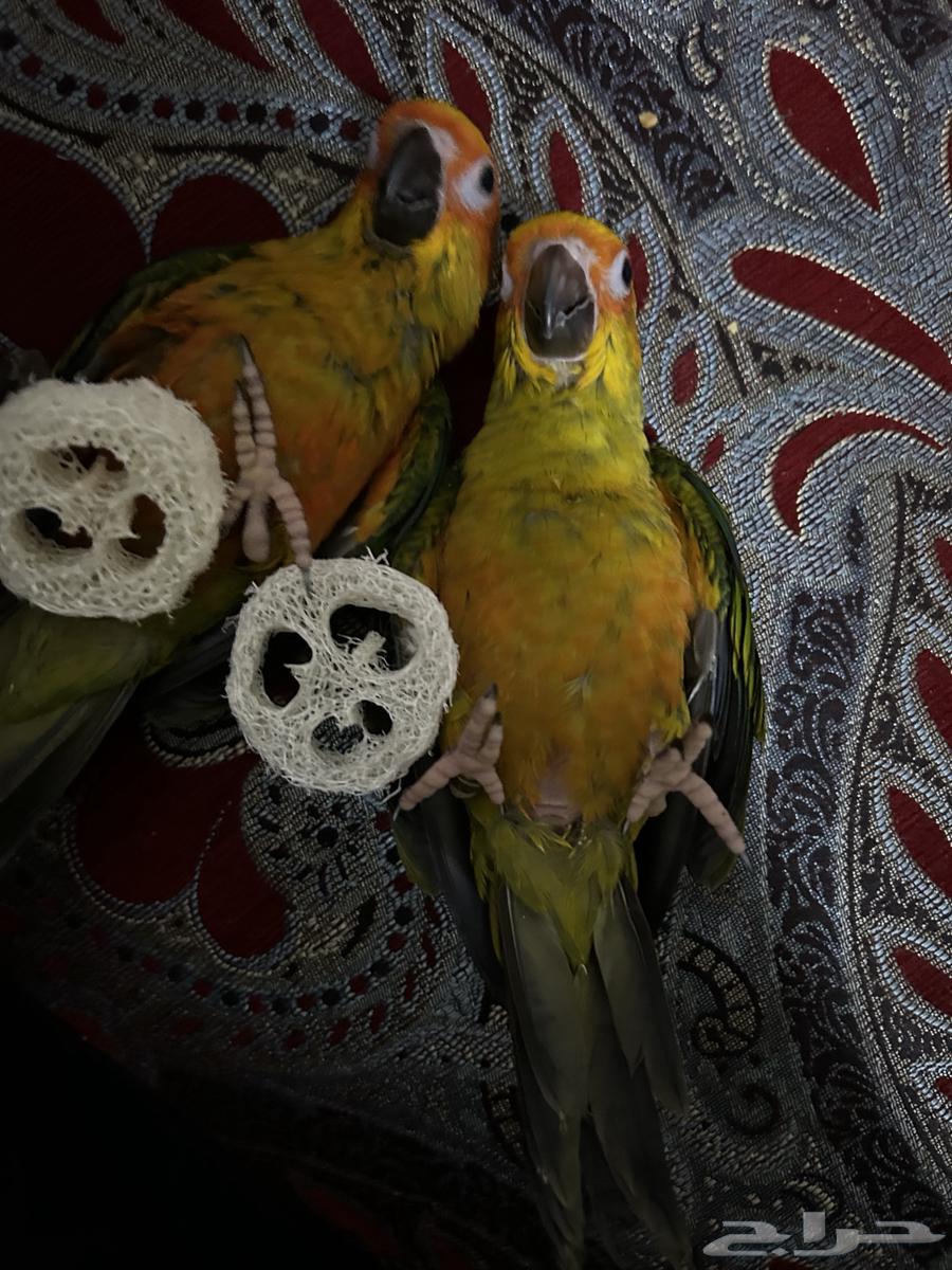صن كنيور أليف هدد63078987859842111