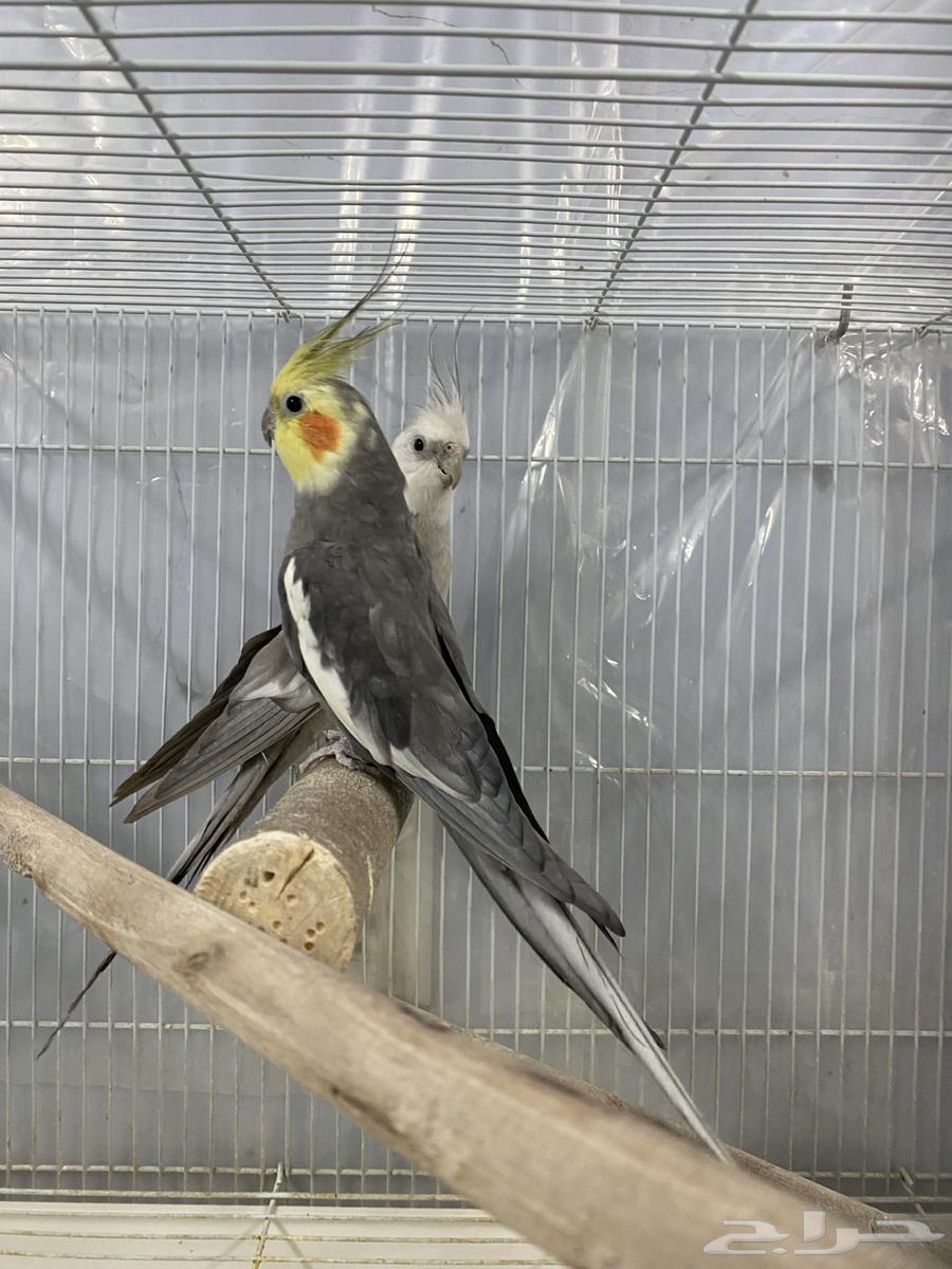 Crown males sizes blessed by Allah63078143065091112