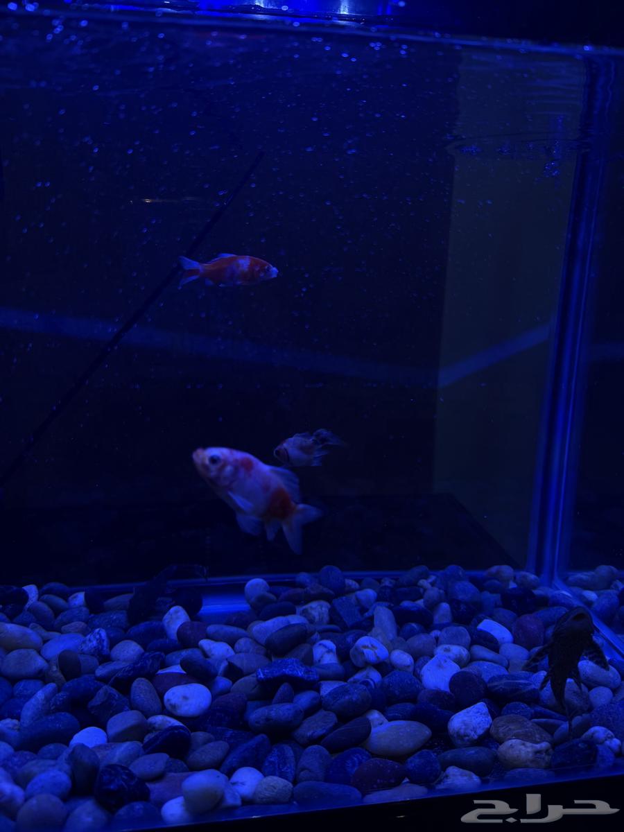 Fish tank with complete equipment, clean and used like new630789612272651125