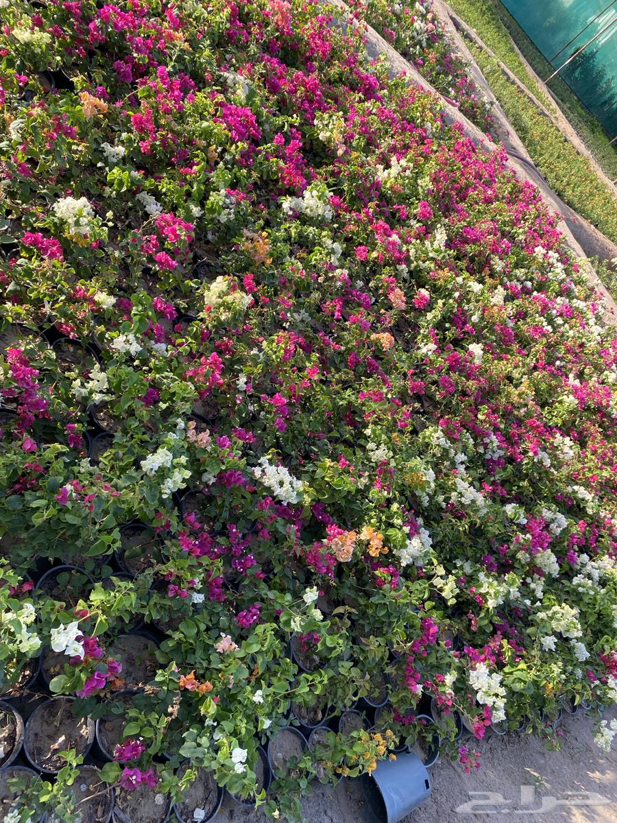 Sheltat zhal wa zenat bi al-jumla faqat63079393733250111