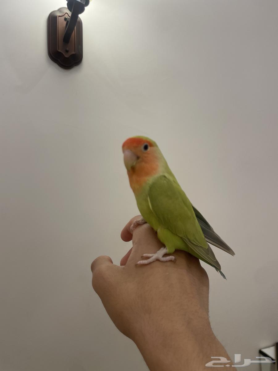 Parrot of the day Alif630789507683861114