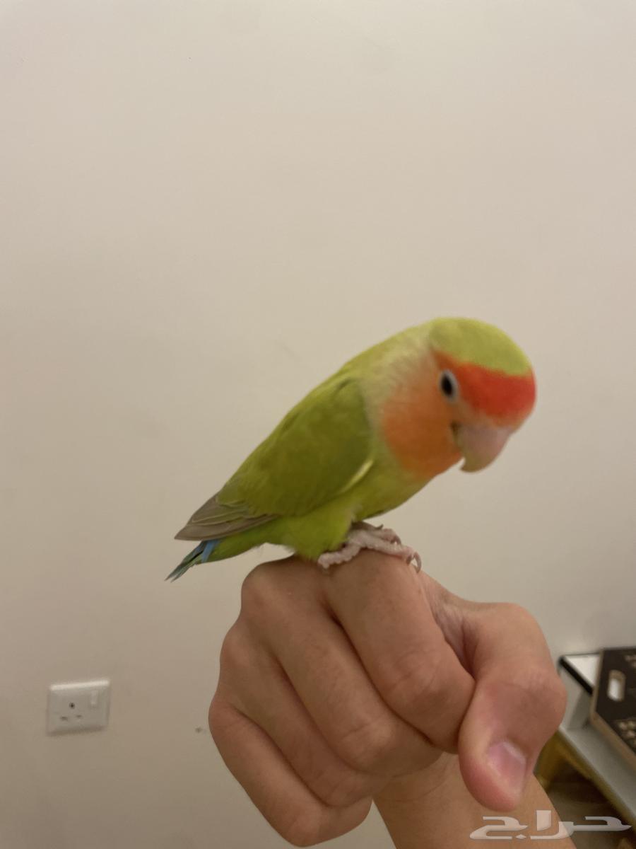 Parrot of the day Alif63078950768386111