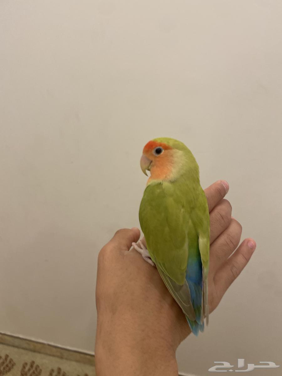 Parrot of the day Alif63078950768386112