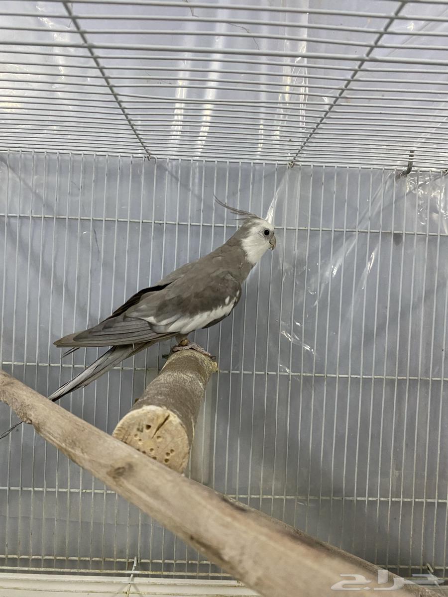 Crown males sizes blessed by Allah63078143065091113