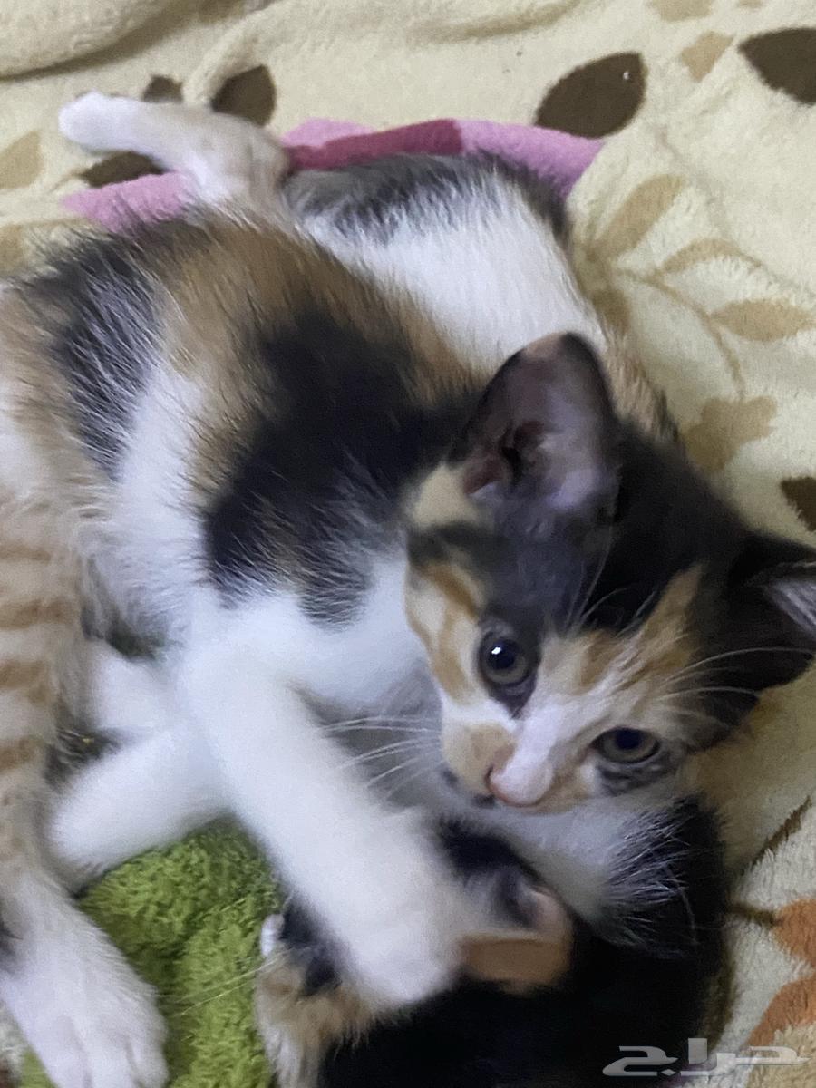 Kitten adoption in Jeddah63079399012097115