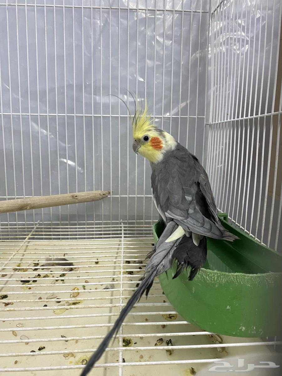 Crown males sizes blessed by Allah630781430650911128