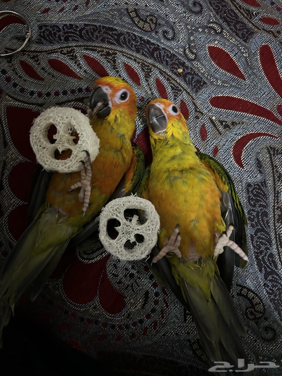 صن كنيور أليف هدد63078987859842113