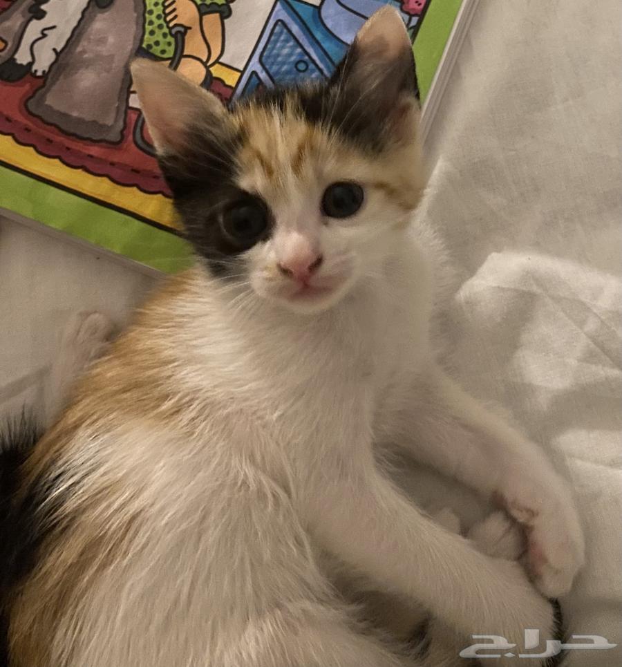 Kitten adoption in Jeddah63079399012097113