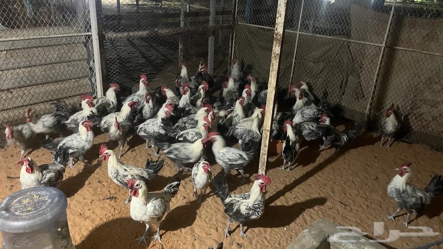 ديكة فيومي سوبر جامبو تم البيع63078147655041111