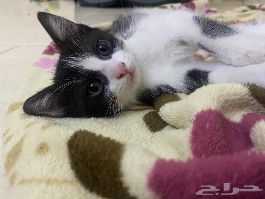 Kitten adoption in Jeddah63079399012097111