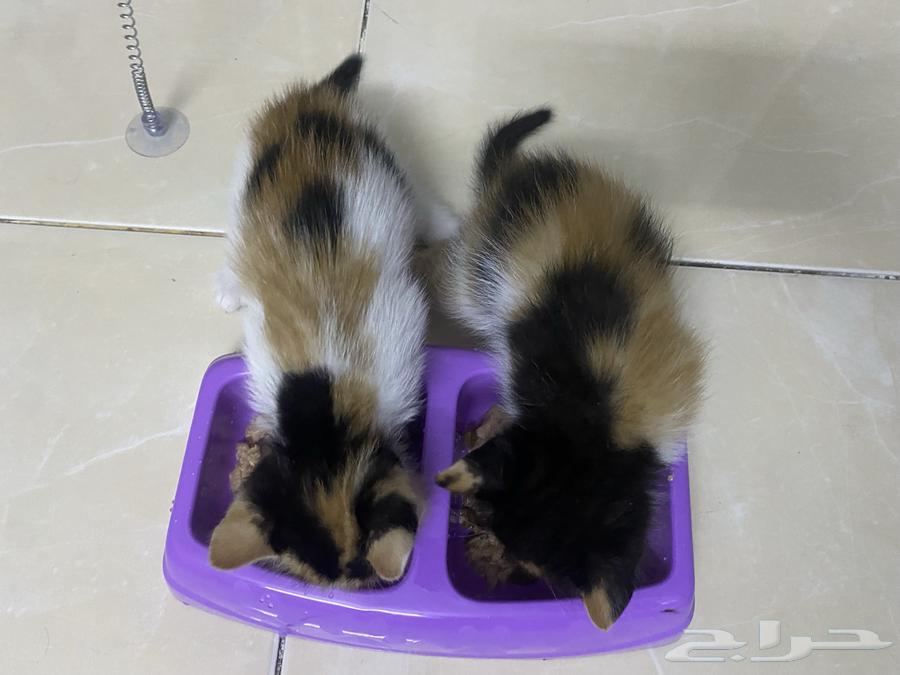 Kitten adoption in Jeddah63079399012097114