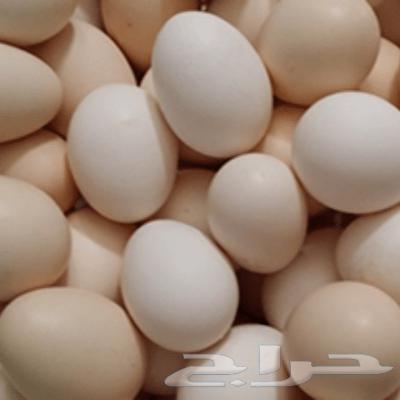 بيض بلدي عضوي طازج تجميع يومي اليوم سعر الطبق 15 ريال63080653937667113