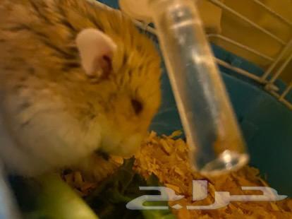 Hamster for sale with cage and all its belongings63079410160642113