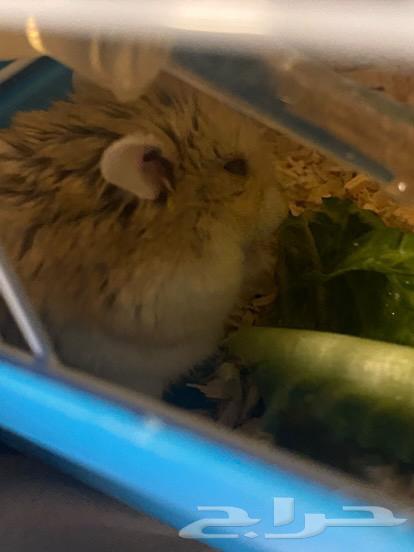 Hamster for sale with cage and all its belongings630794101606421122