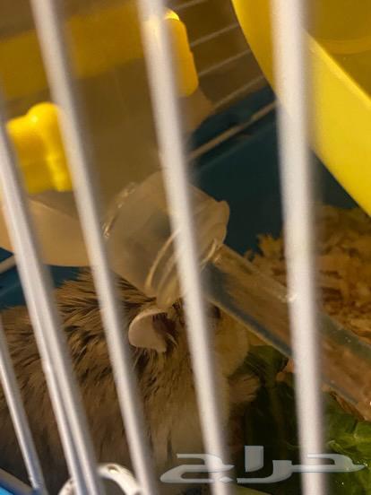 Hamster for sale with cage and all its belongings63079410160642112