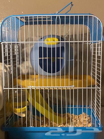 Hamster for sale with cage and all its belongings63079410160642111