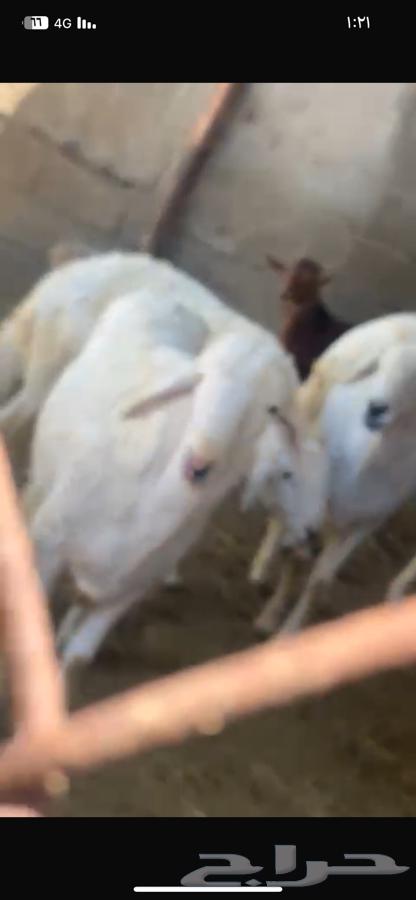 خرفان جبرة ناهية63079752061442114