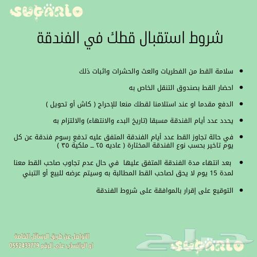 فندقة قطط شوقرلو المميزة مكة وجدة والطائف63080611086851112