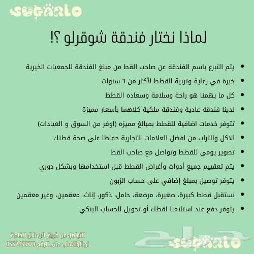فندقة قطط شوقرلو المميزة مكة وجدة والطائف63080611086851111