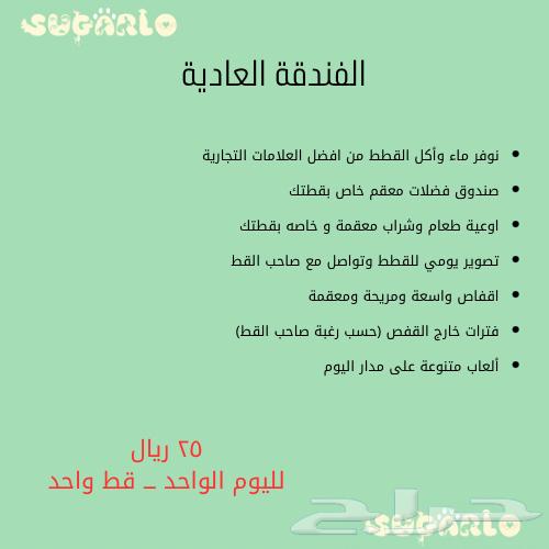 فندقة قطط شوقرلو المميزة مكة وجدة والطائف63080611086851113