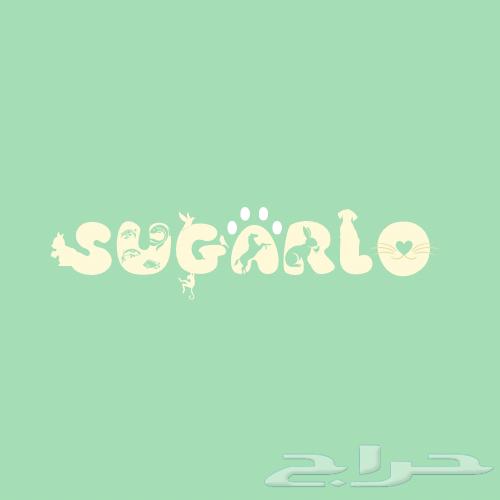 Sugarlo Hotel for Cats in Makkah, Jeddah, and Al-Taif63080611086851116