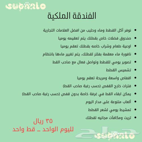 فندقة قطط شوقرلو المميزة مكة وجدة والطائف63080611086851114