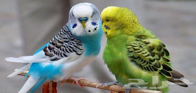 Birds for sale63080626839297112