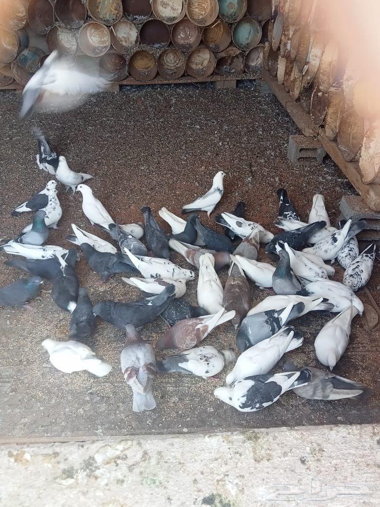 للبيع حمام مشكل 30 جوز63079415882113111