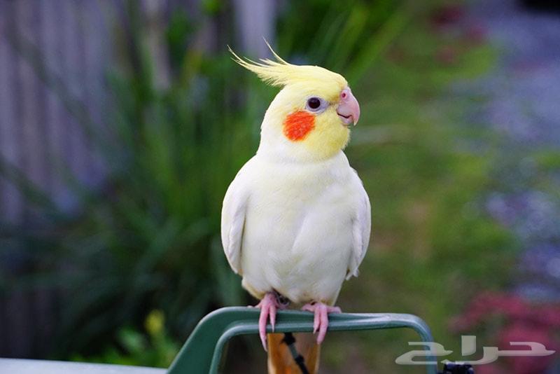 Birds for sale63080626839297112