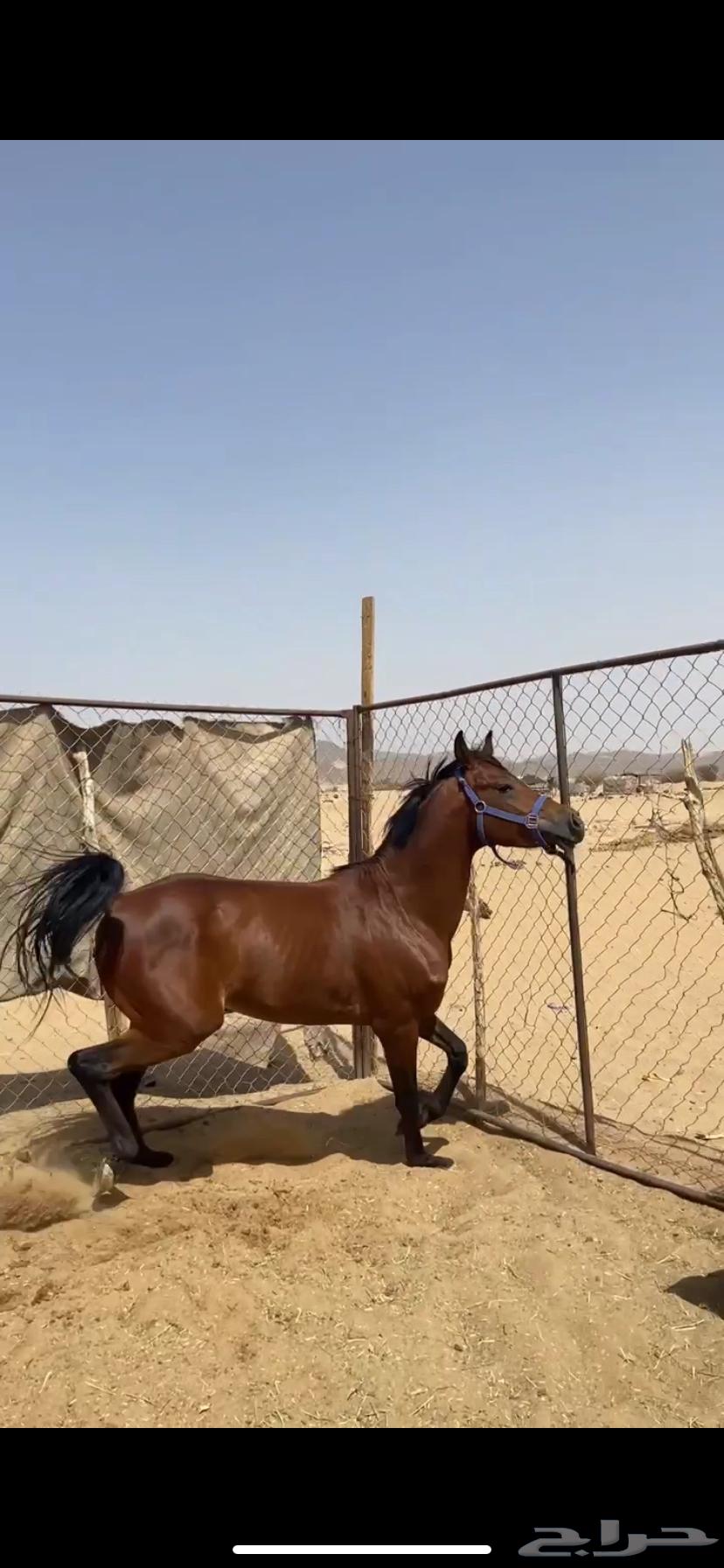 خيل شعبي63117800696193111