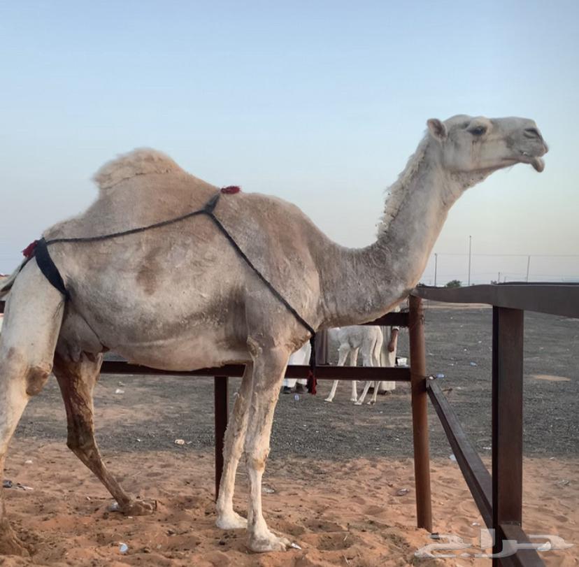 خلفه هديه ثنو تحتها بكره تم البيع63078966779139117