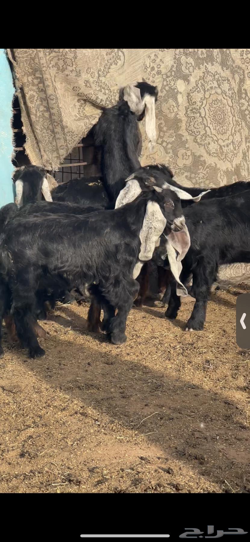 For sale 11 male goats, closed fat, age from three months to three and a half months63079393887235112