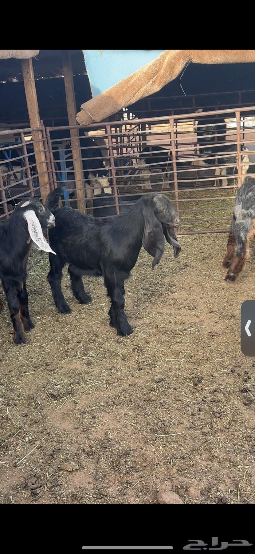 For sale 11 male goats, closed fat, age from three months to three and a half months63079393887235113