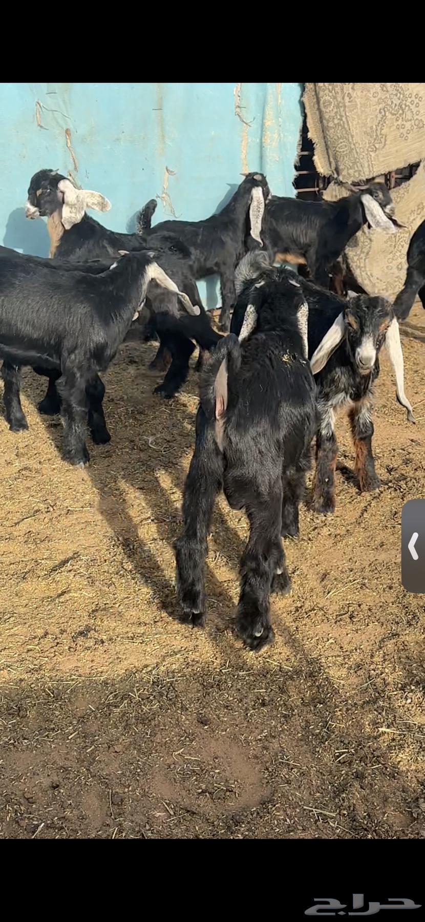 For sale 11 male goats, closed fat, age from three months to three and a half months63079393887235114
