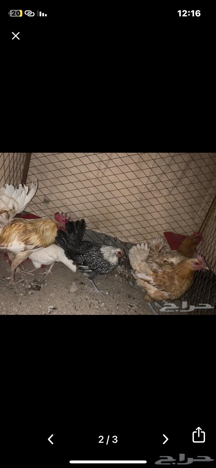 Good chicken sale, with skin and white color required630793882750741117