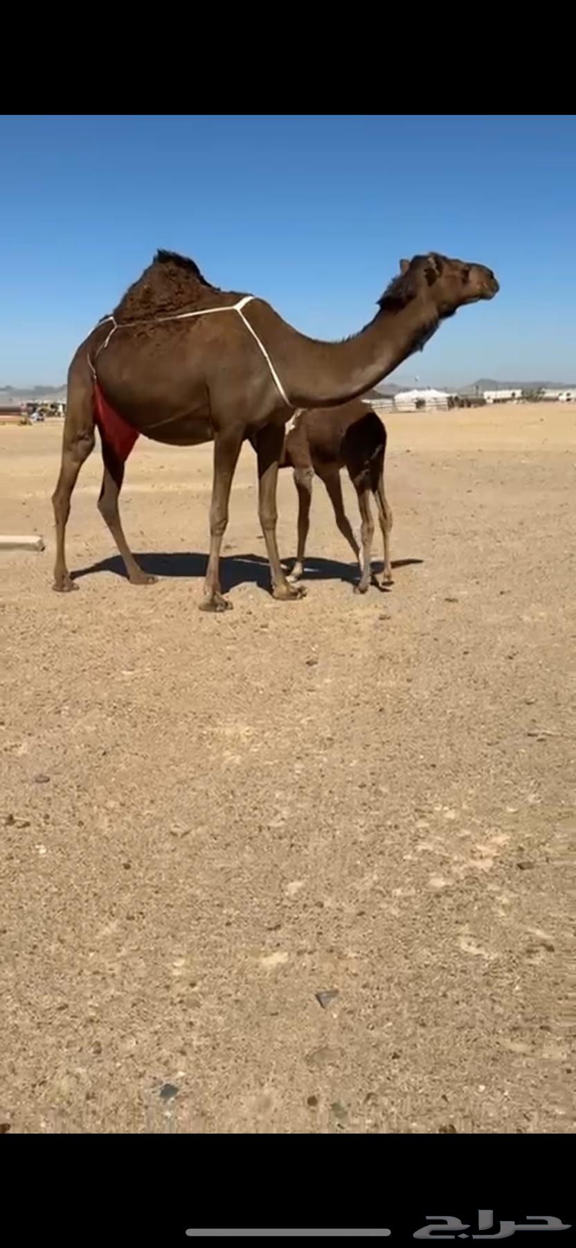 خلفه ساحليه كفو بكر تحتها بكره(تم البيع)63078977483138112