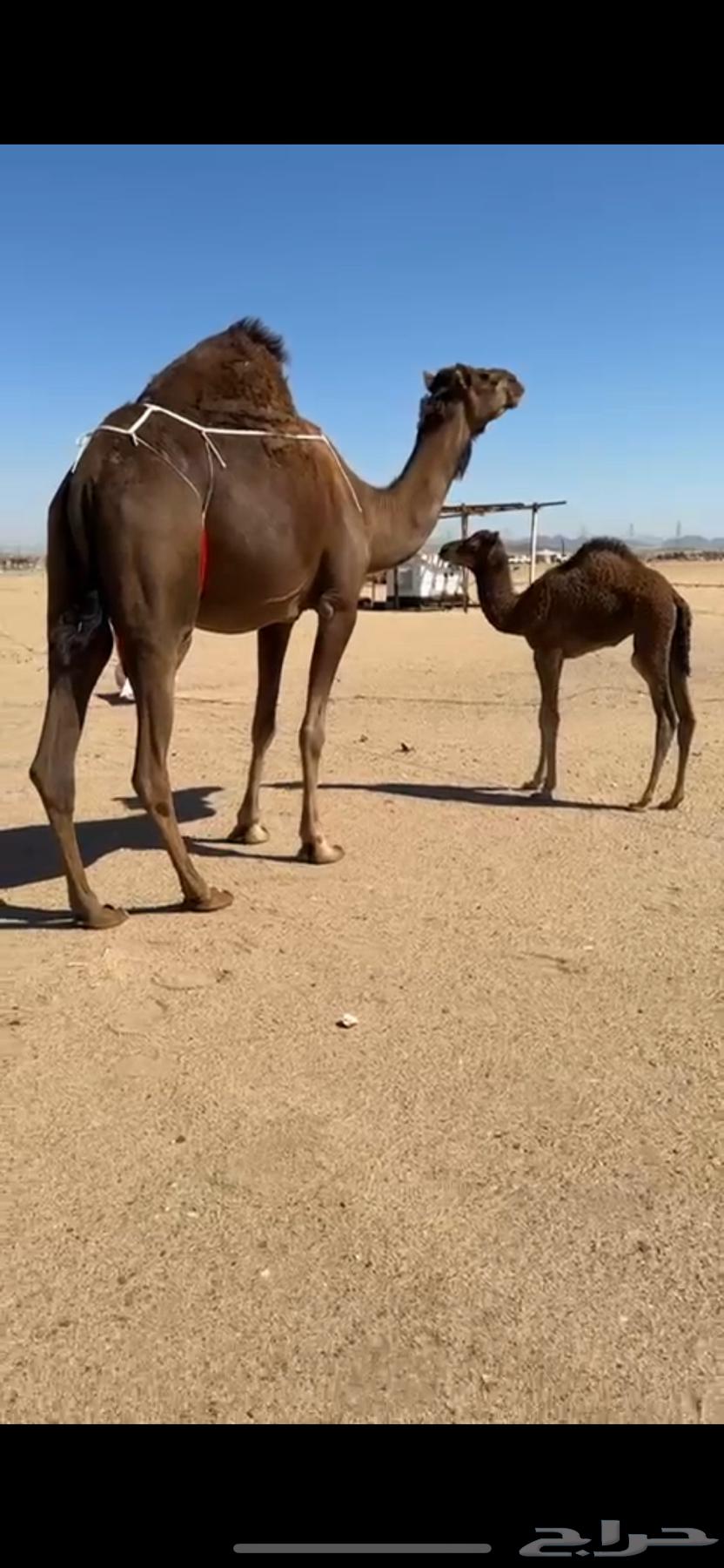 خلفه ساحليه كفو بكر تحتها بكره(تم البيع)63078977483138114