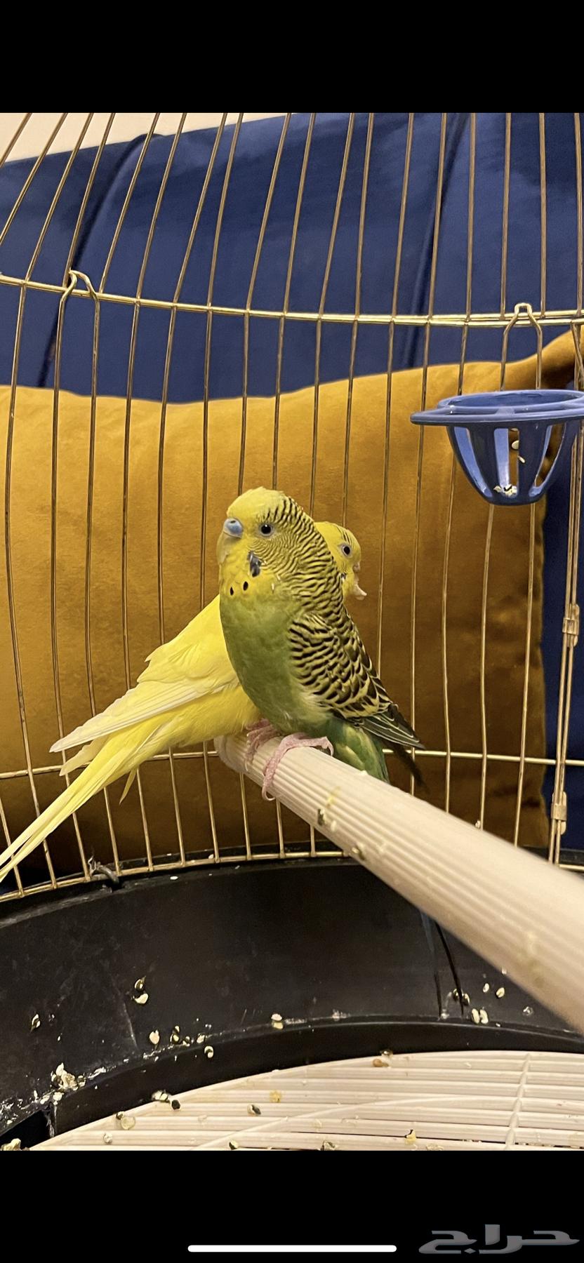 Birds63080219085057111