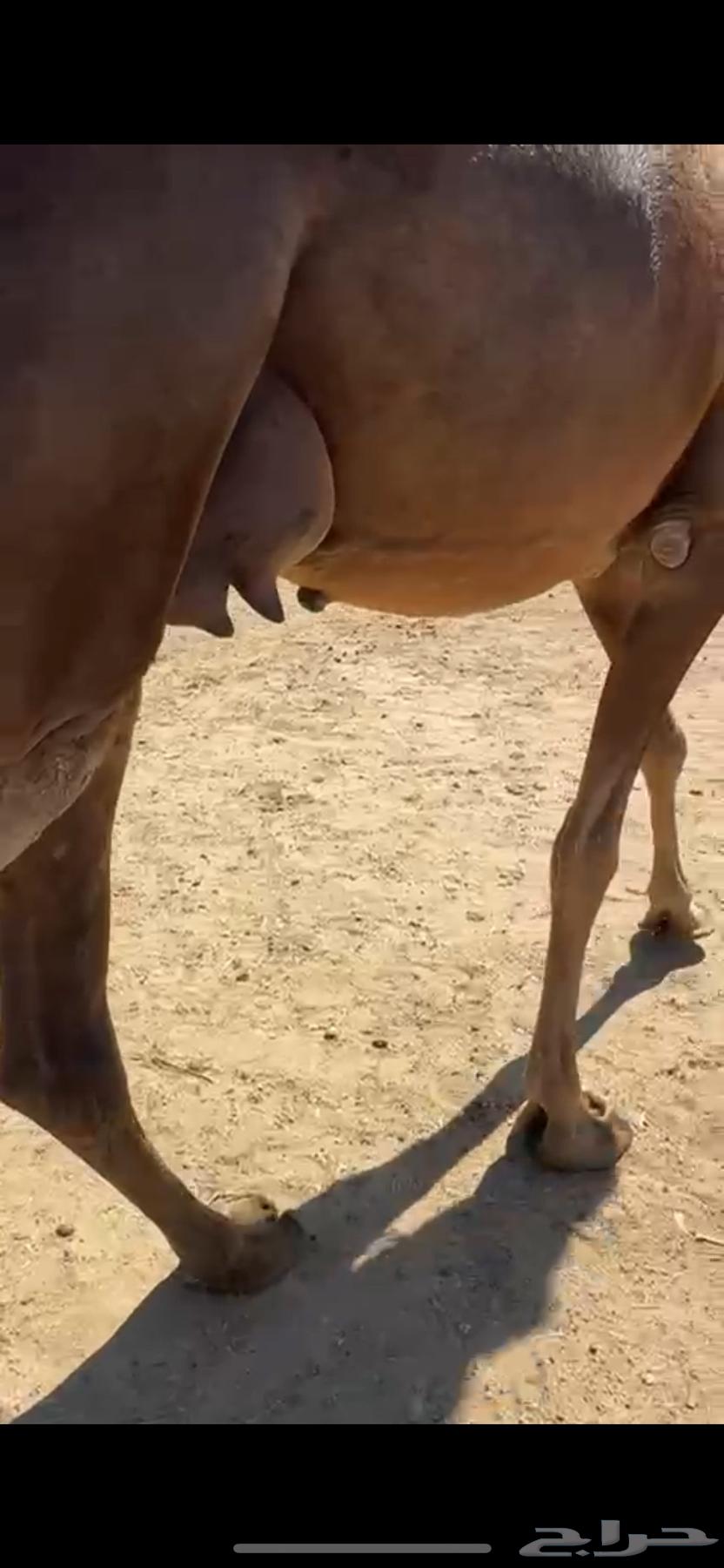 خلفه ساحليه كفو بكر تحتها بكره(تم البيع)63078977483138113