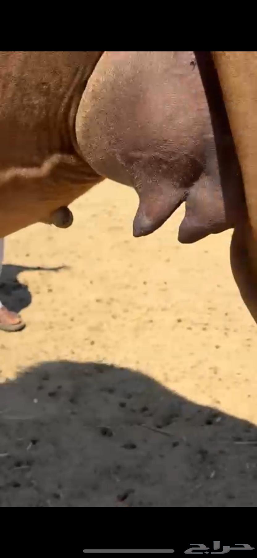 خلفه ساحليه كفو بكر تحتها بكره(تم البيع)63078977483138111