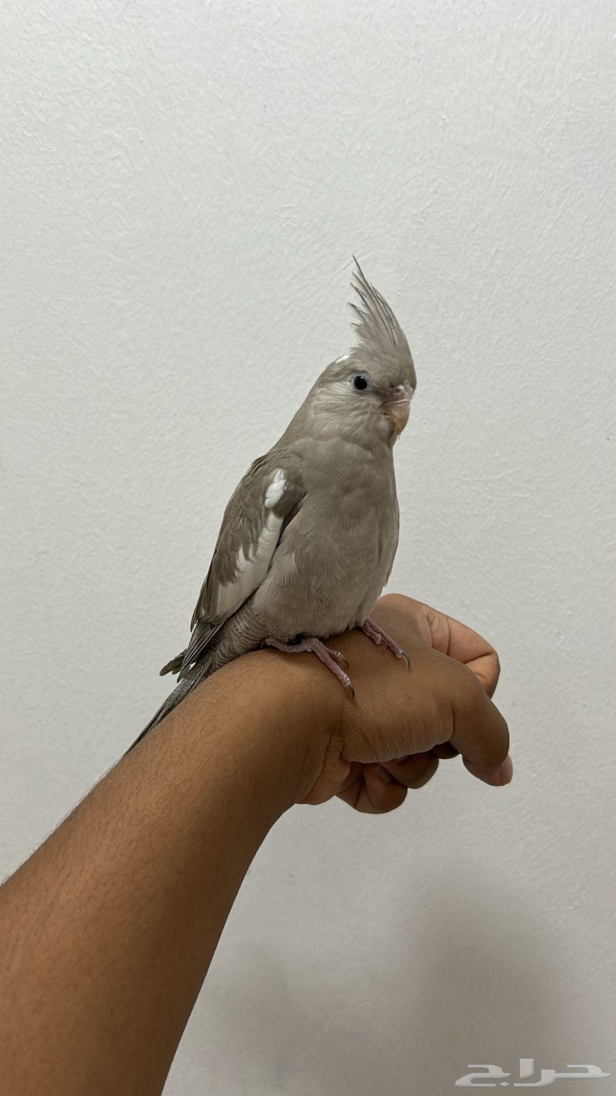 For sale, Dutch rooster end of the month sold63079378375042114