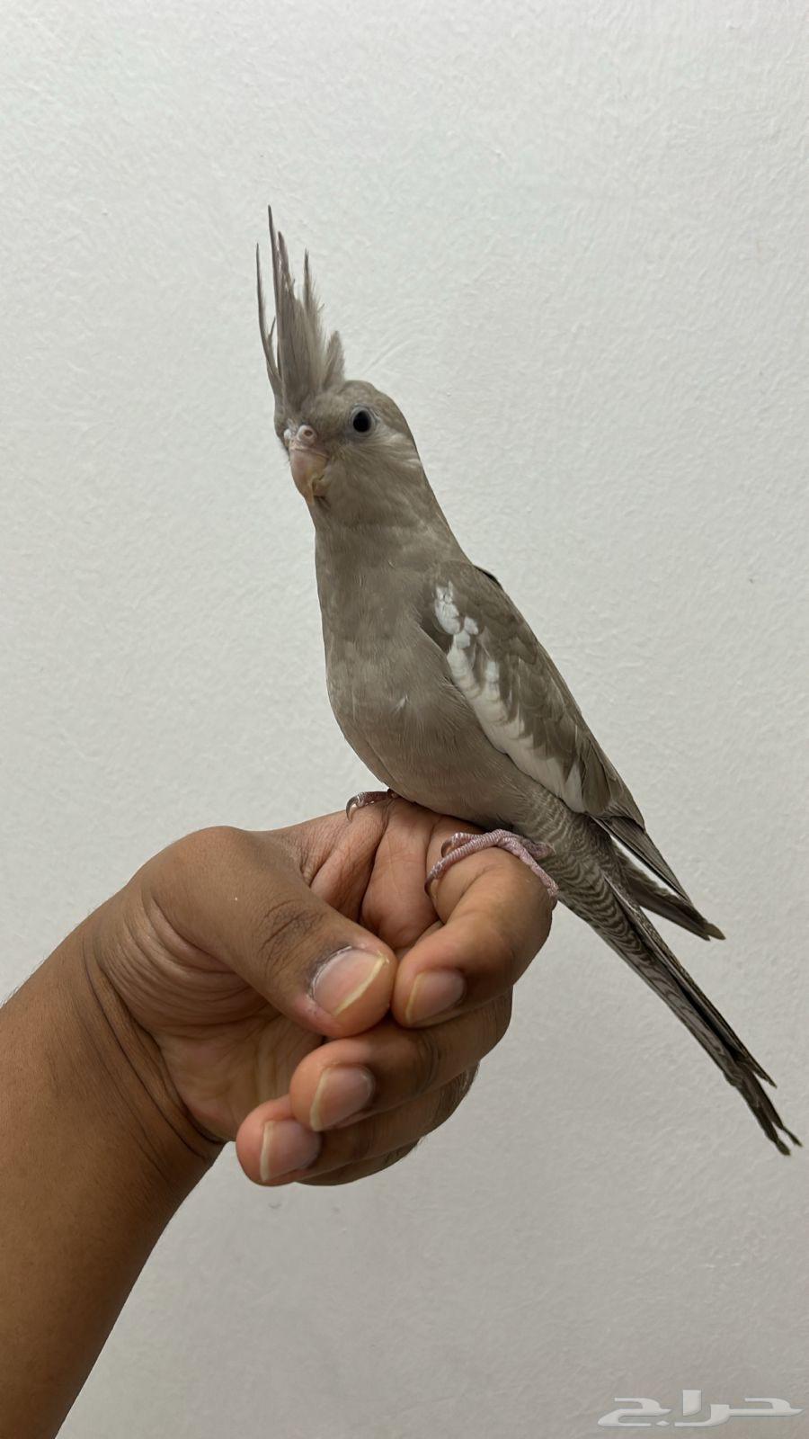 For sale, Dutch rooster end of the month sold63079378375042113