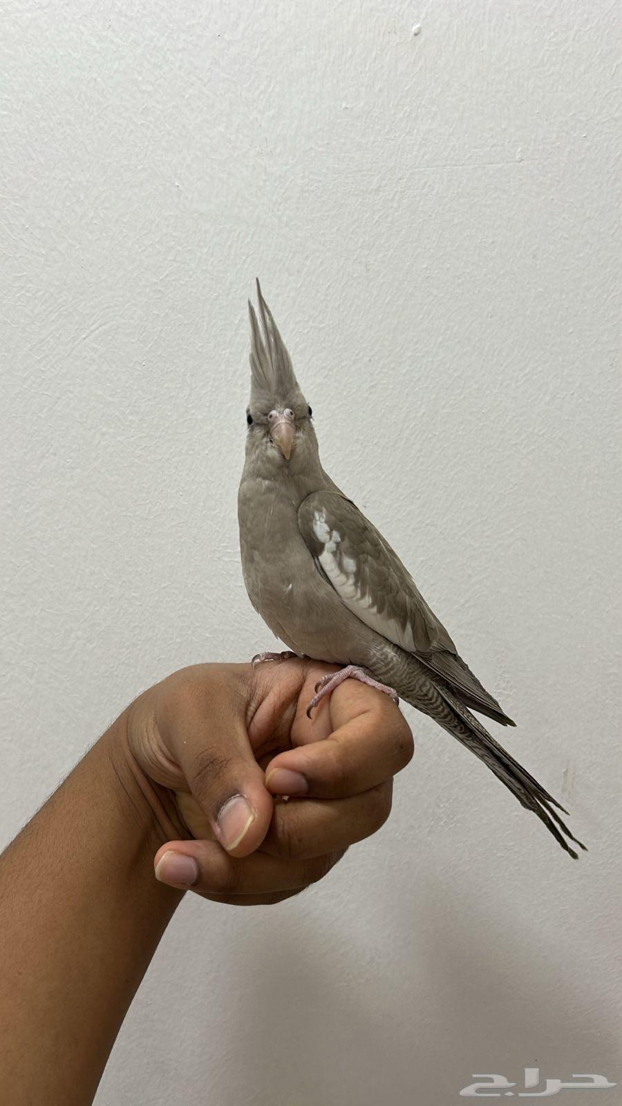 For sale, Dutch rooster end of the month sold630793783750421116