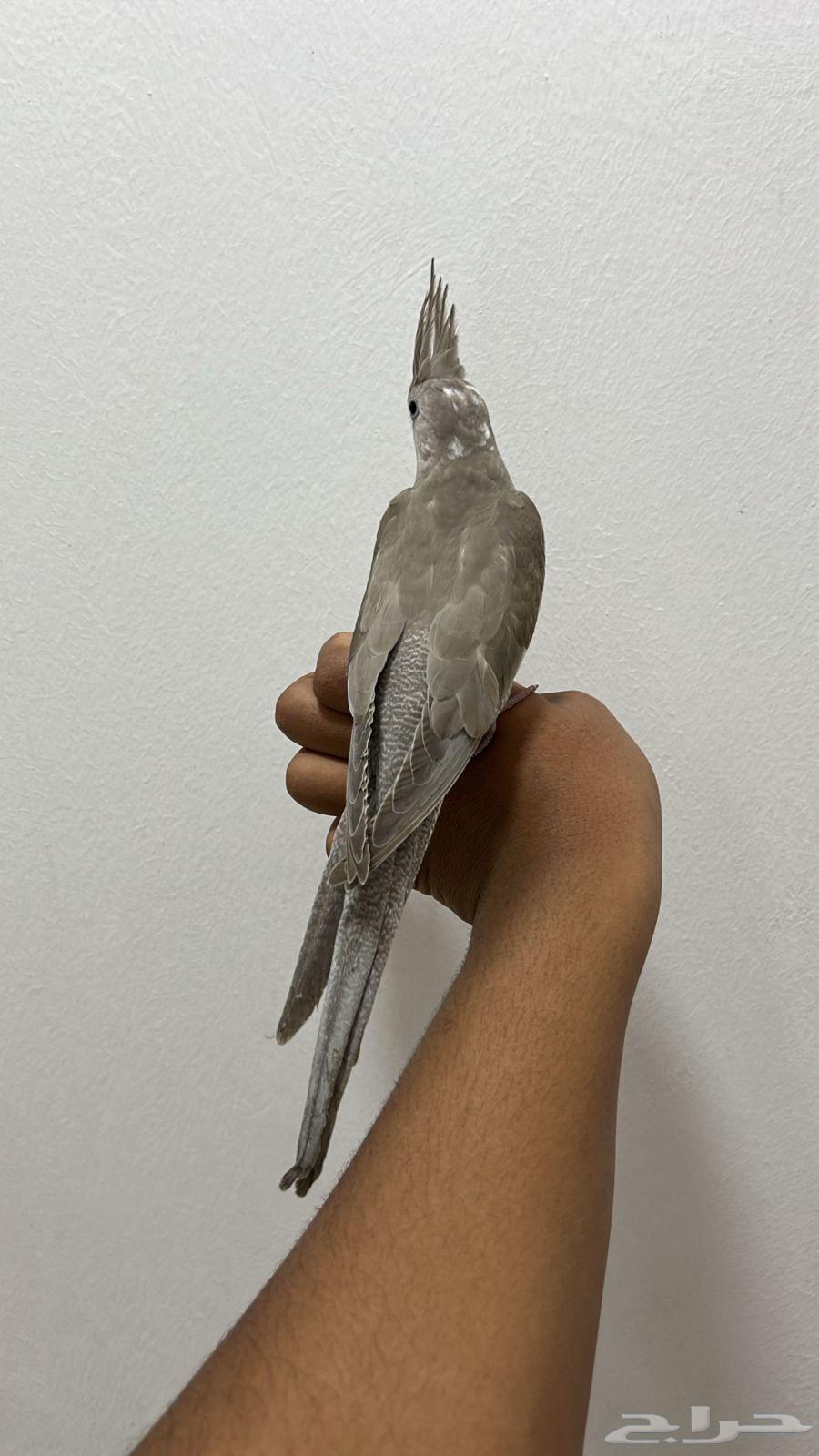 For sale, Dutch rooster end of the month sold63079378375042112