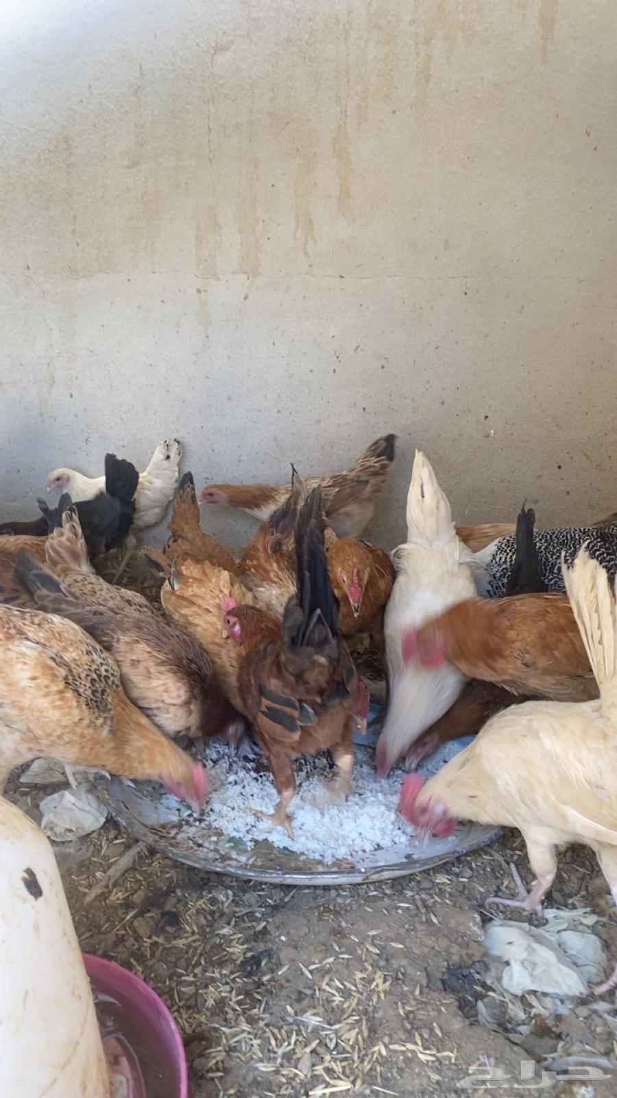 دجاج للبيع العمر 4اشهر63076145356801112