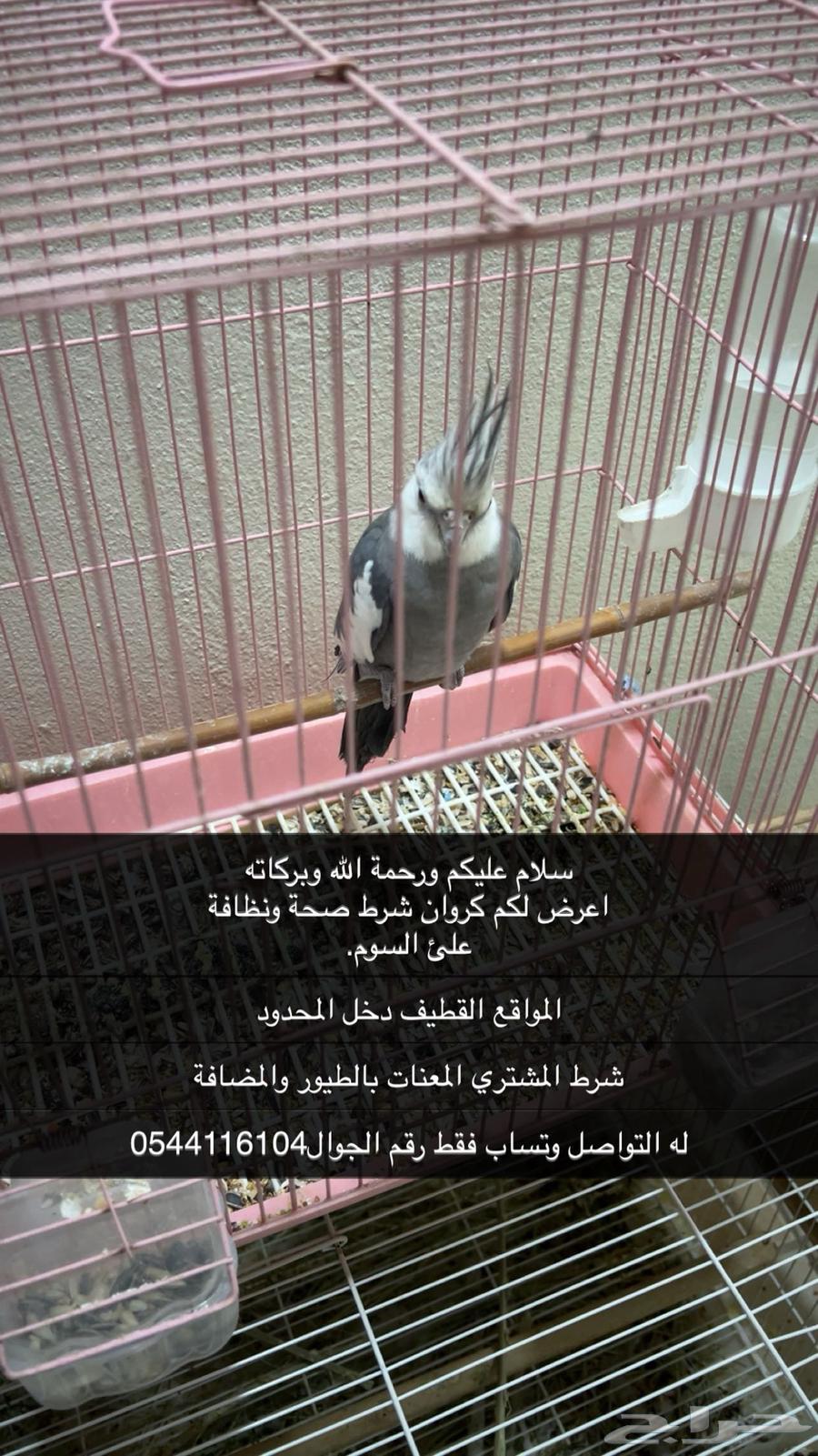 كروان631125597148191118